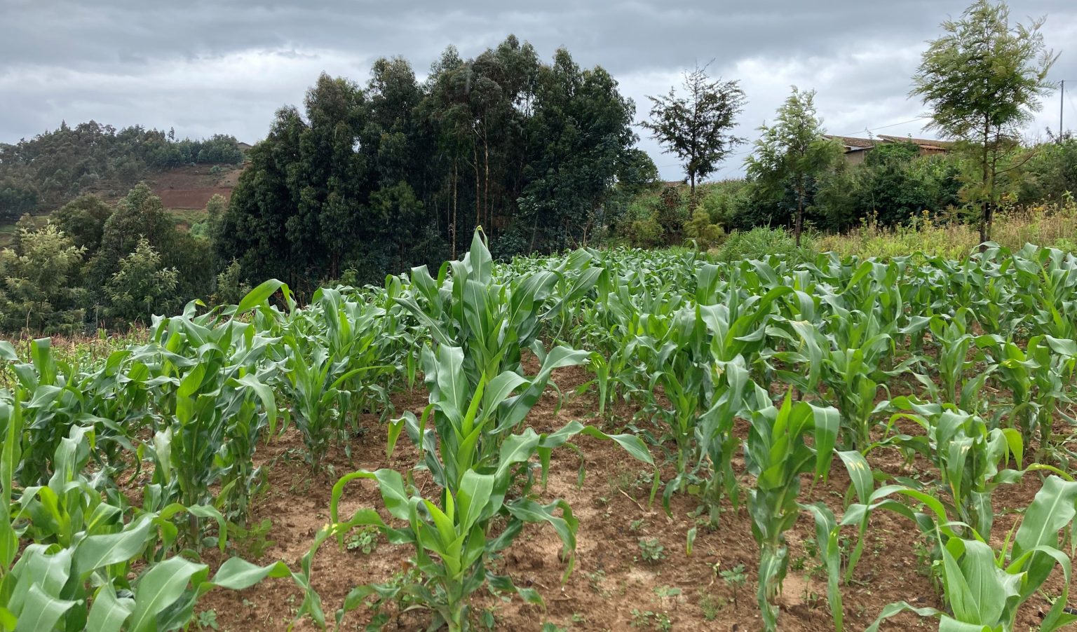 There is a Maize Supply Challenge on the Horizon in Southern Africa